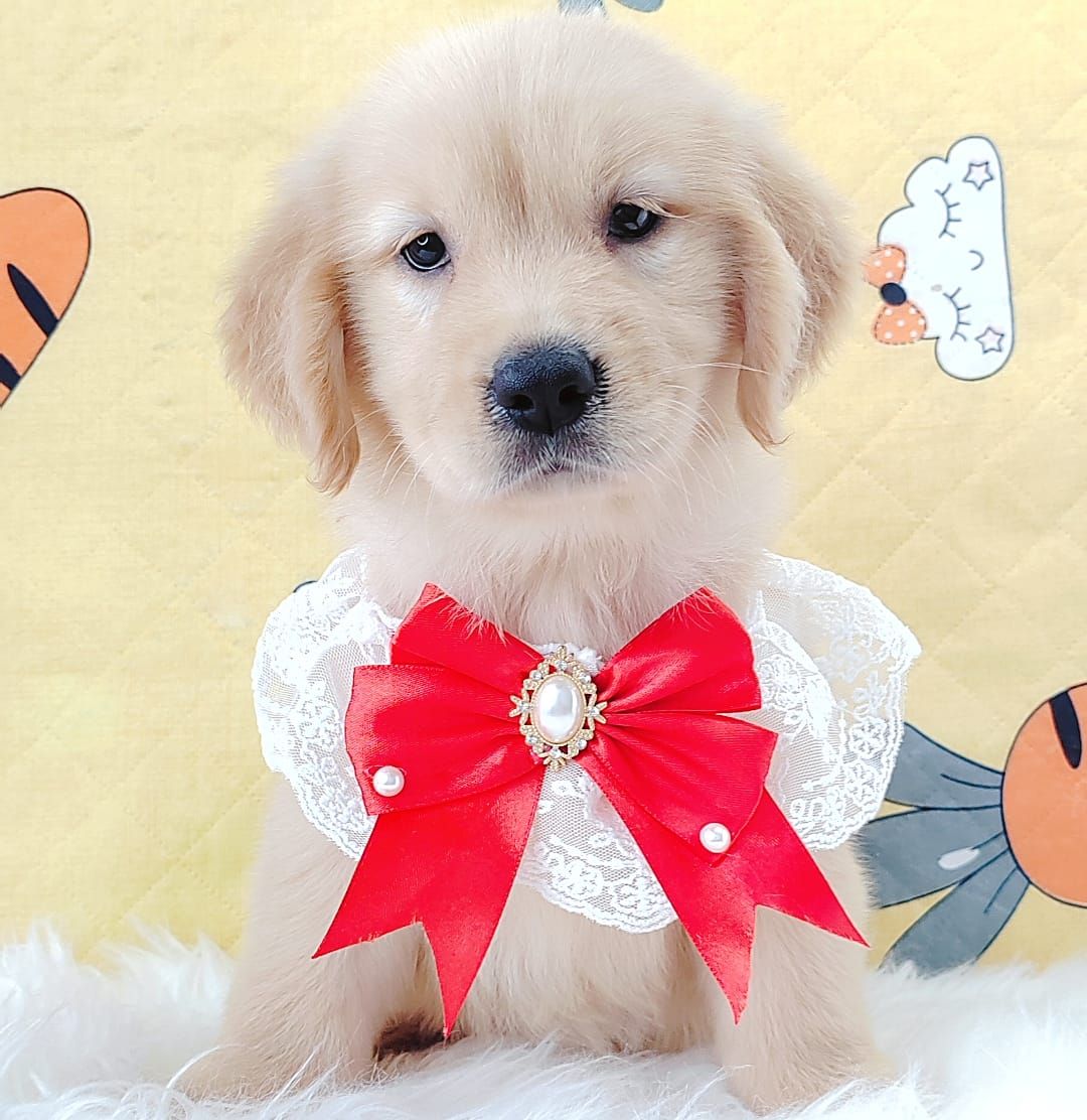 Golden Retriever 黄金猎犬