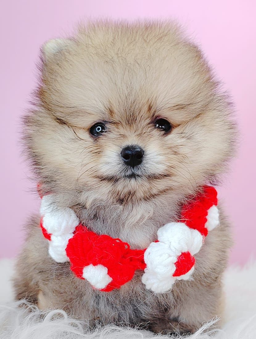 Pomeranian 博美