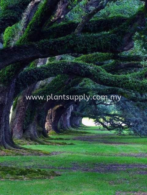 Amazing Trees around the World