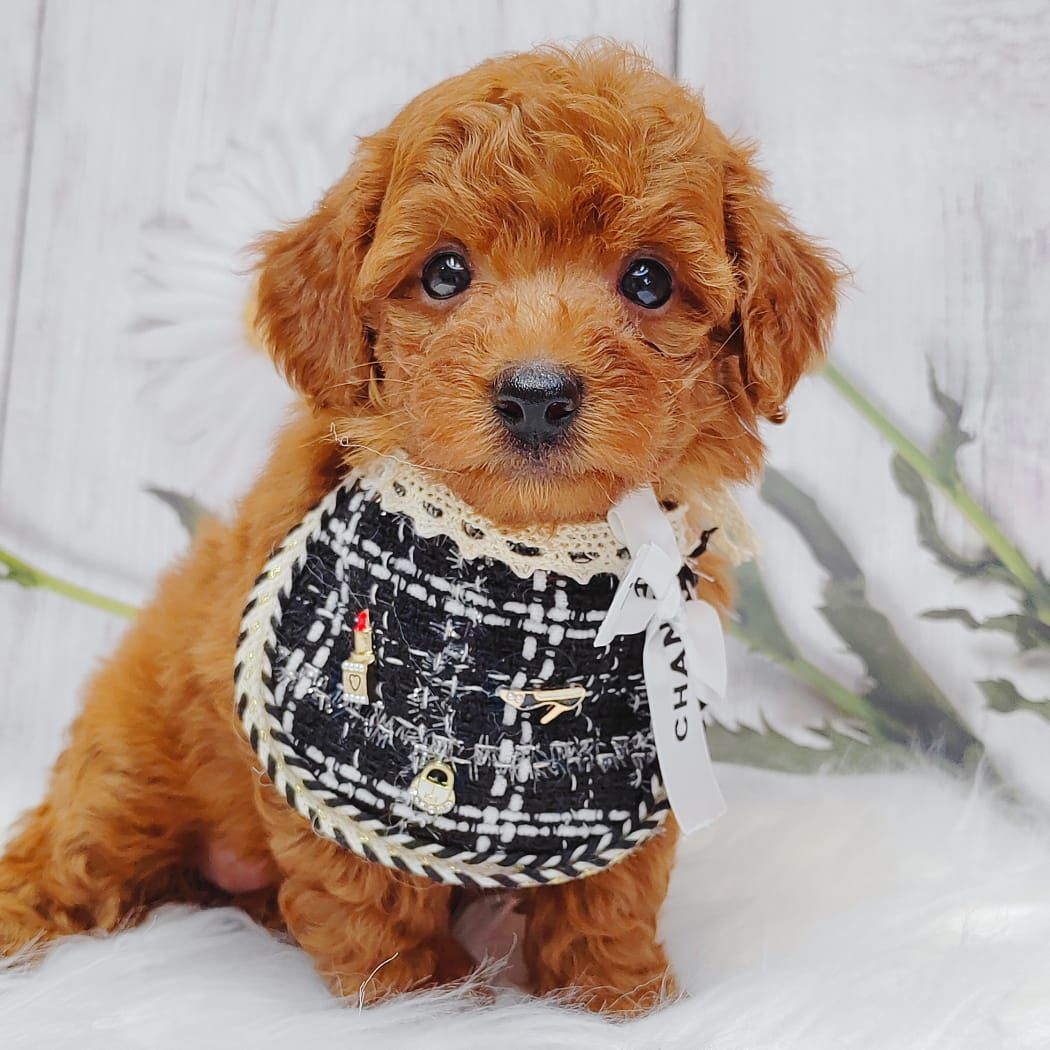 Poodle 娉拌开璐靛