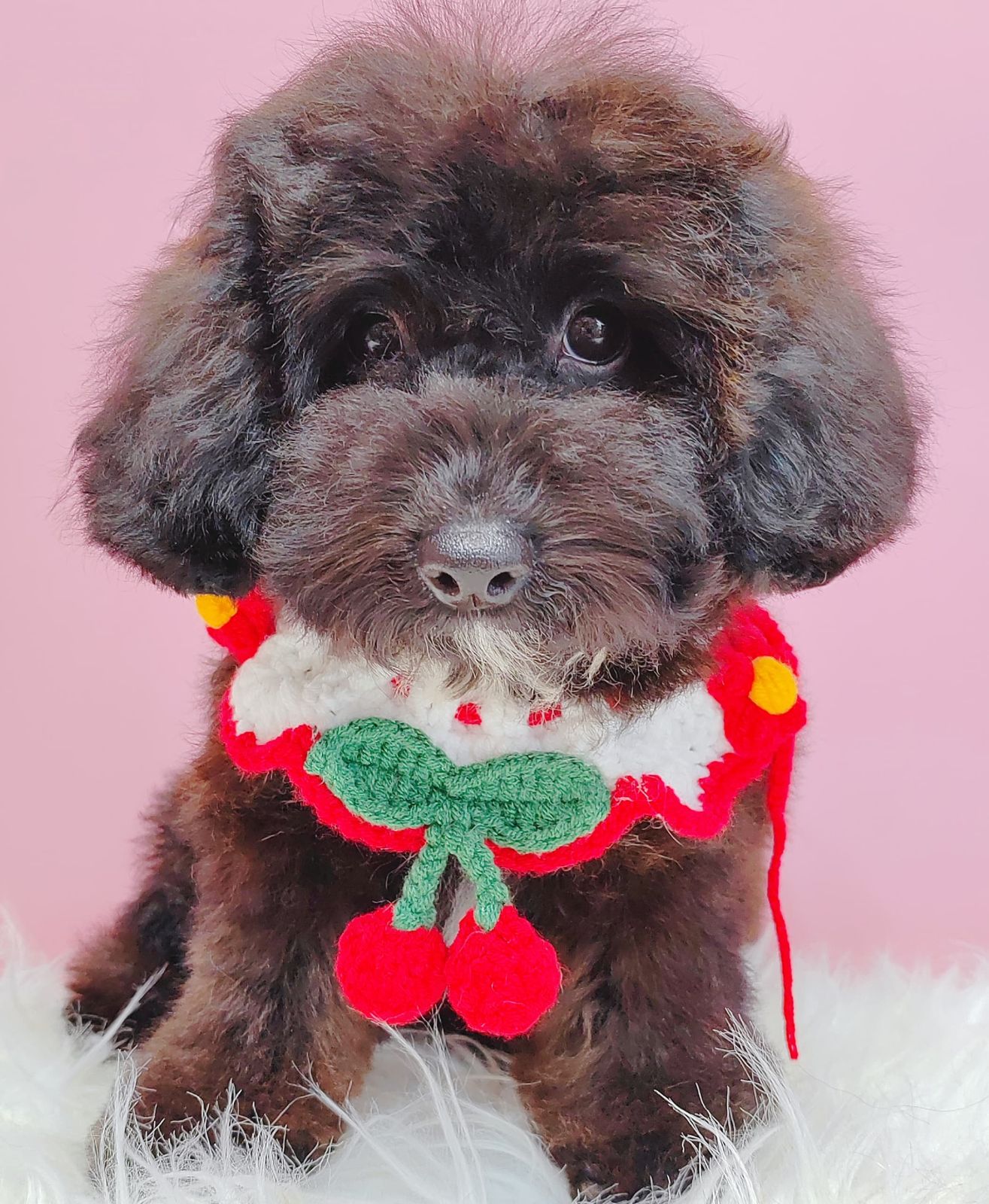 Poodle 璐靛娉拌开