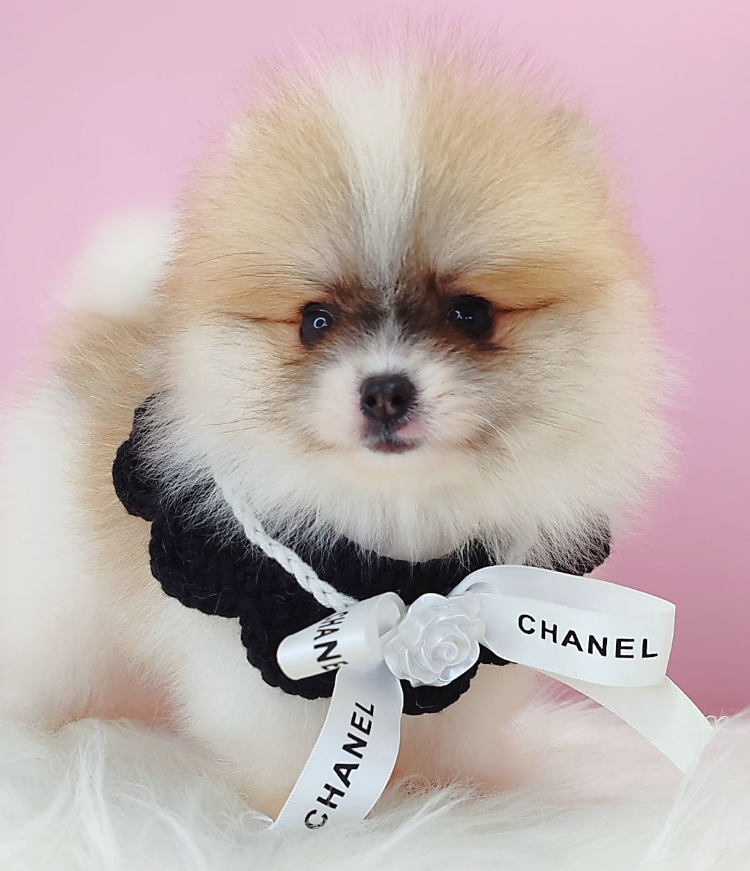 Pomeranian 博美