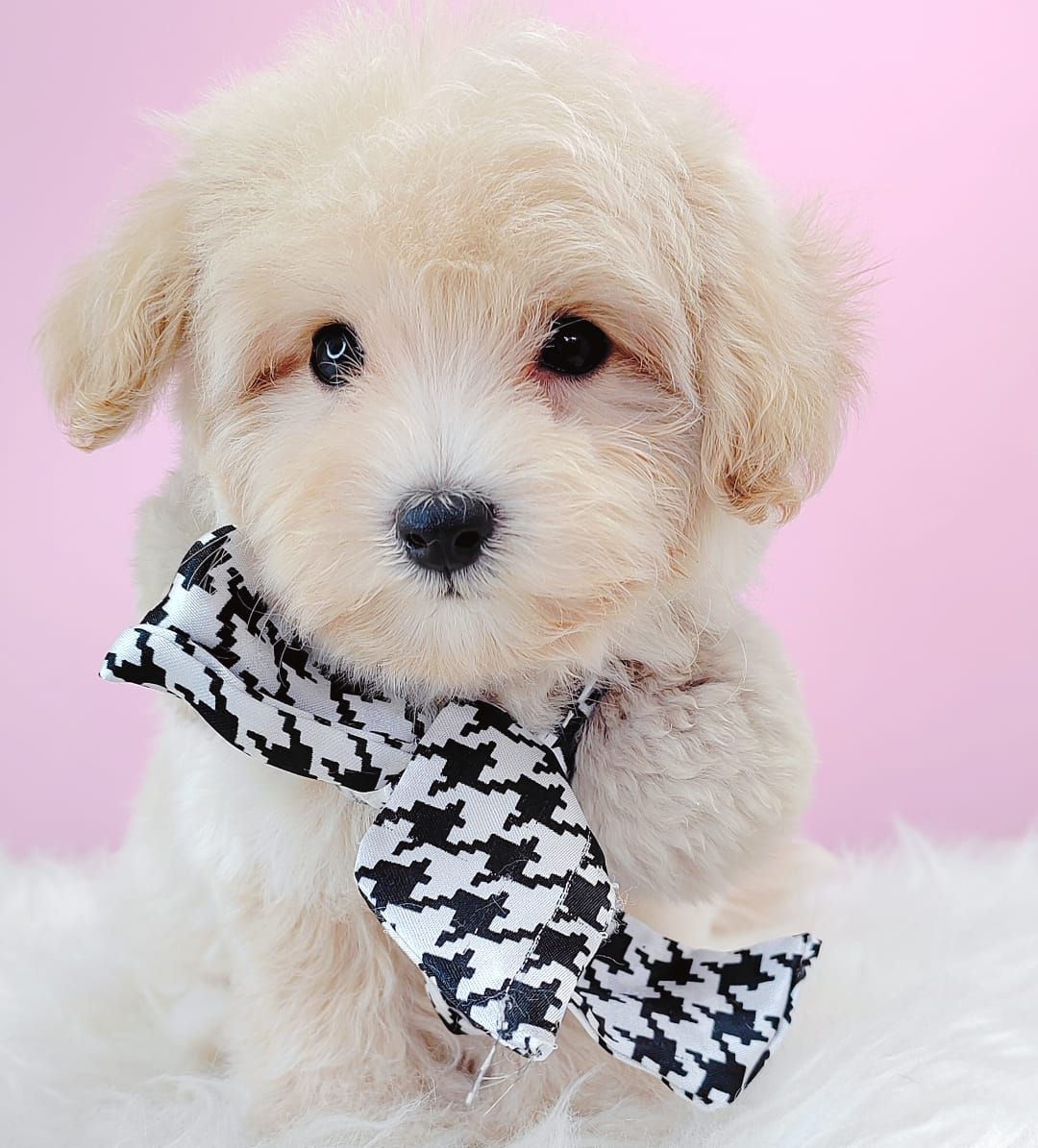 Maltipoo 马尔泰迪
