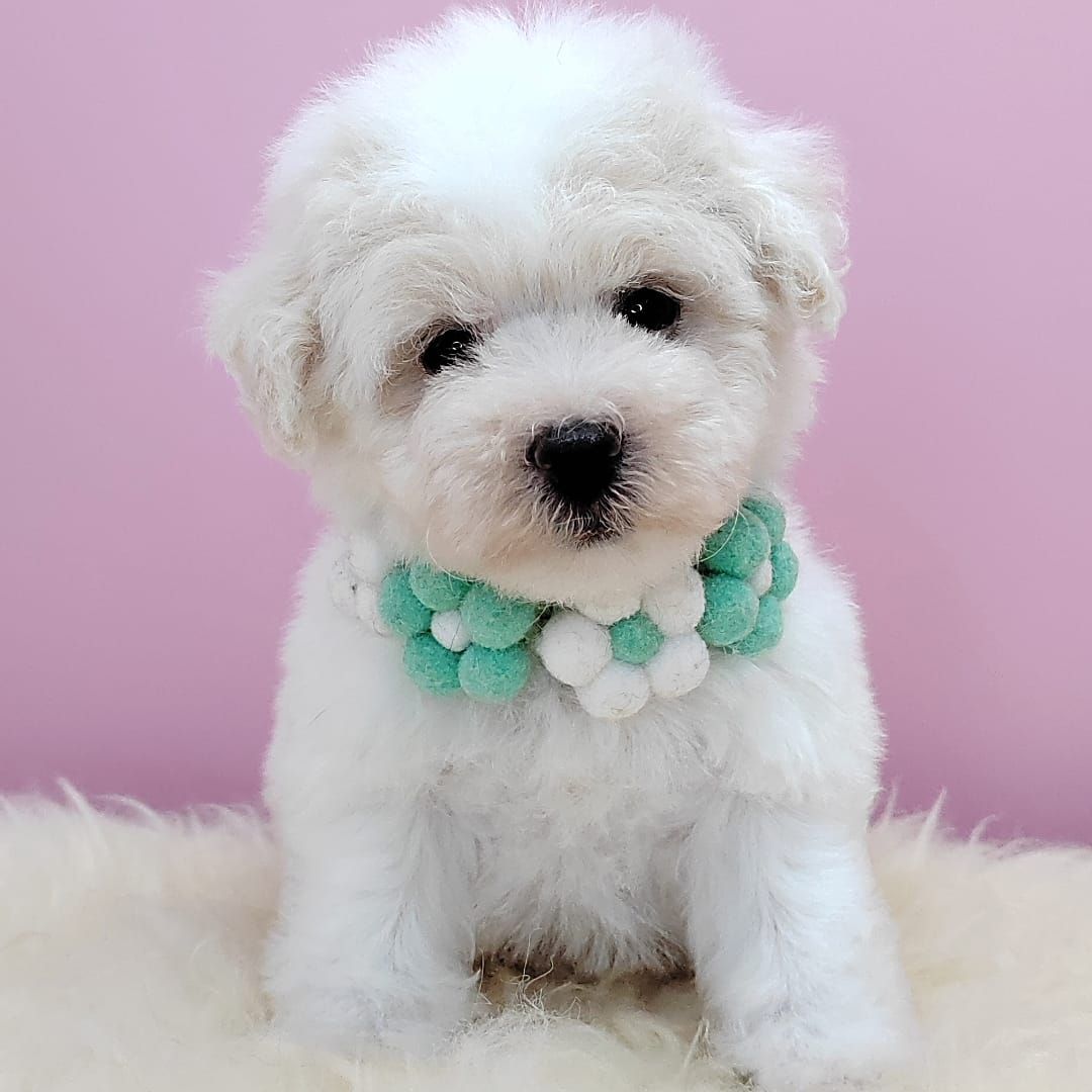 Poodle 娉拌开璐靛