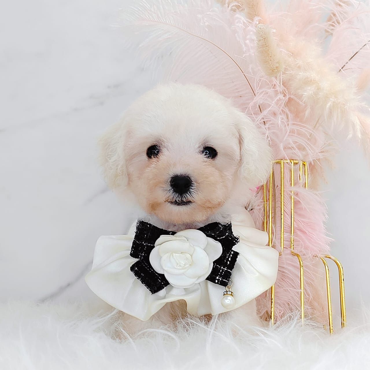 Maltipoo 马尔泰迪