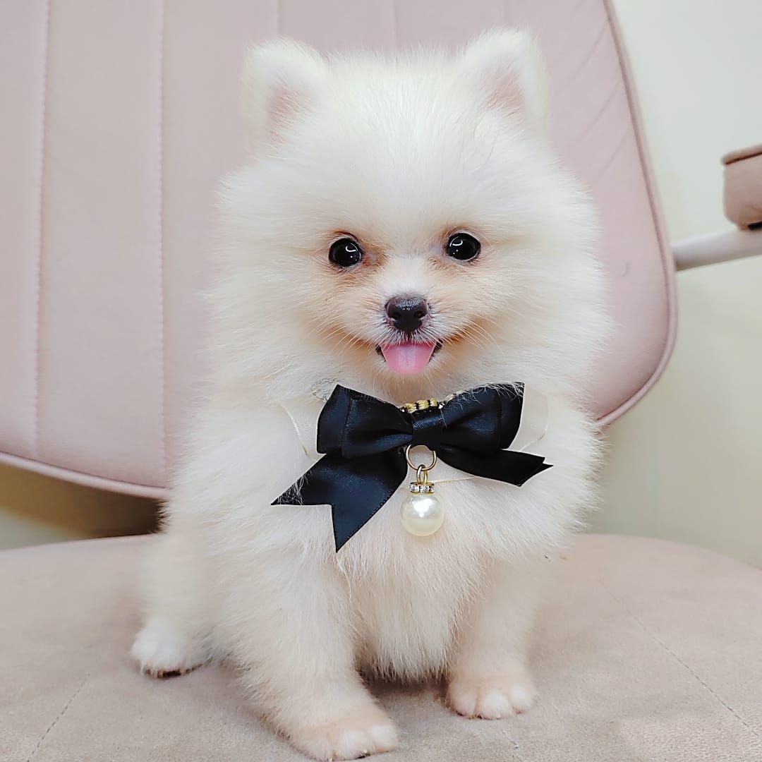 Pomeranian 博美