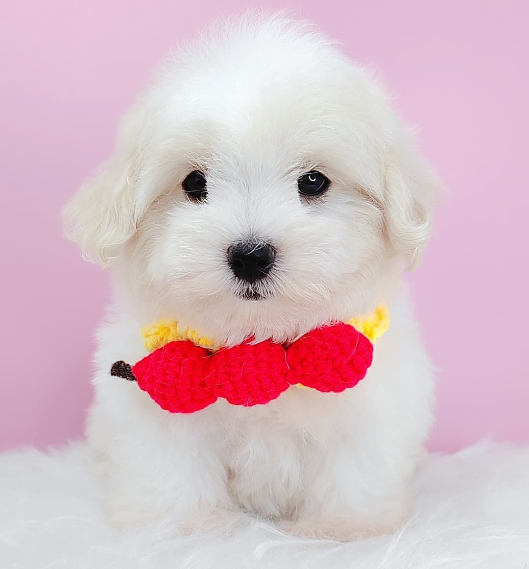Maltipoo 马尔泰迪