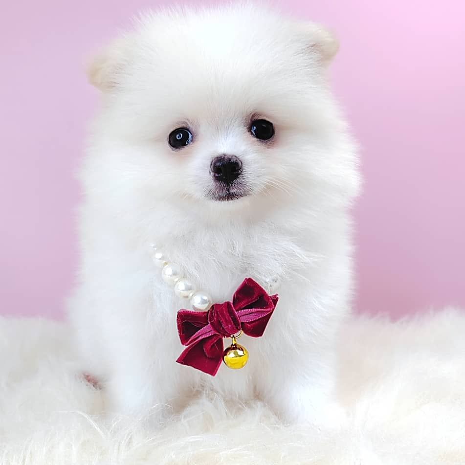 Pomeranian 博美