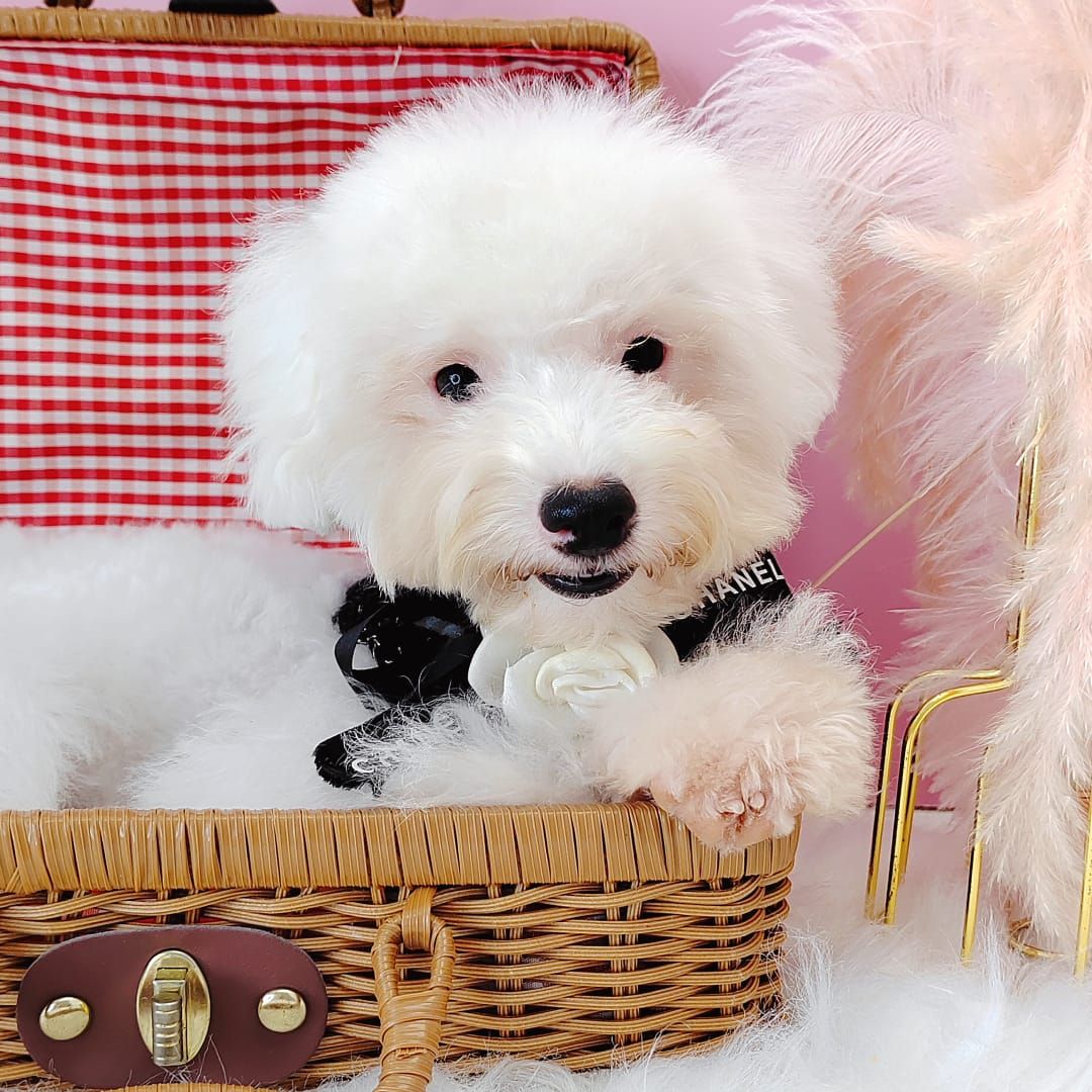 Poodle 娉拌开璐靛