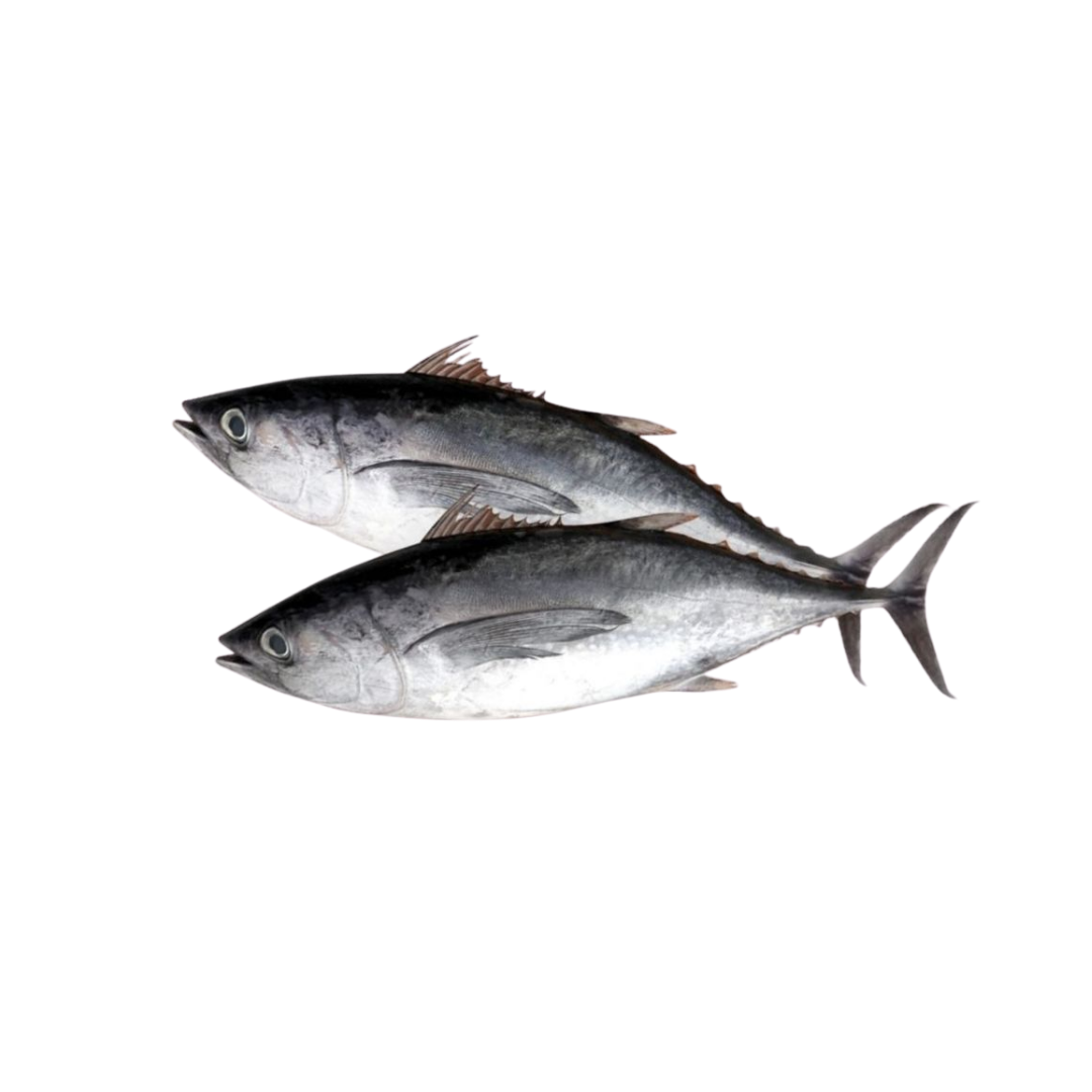 Frozen Black Tuna Supplier Malaysia | Cheong Vege