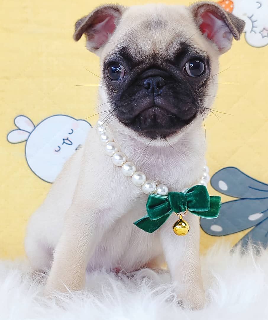 Pug 巴哥