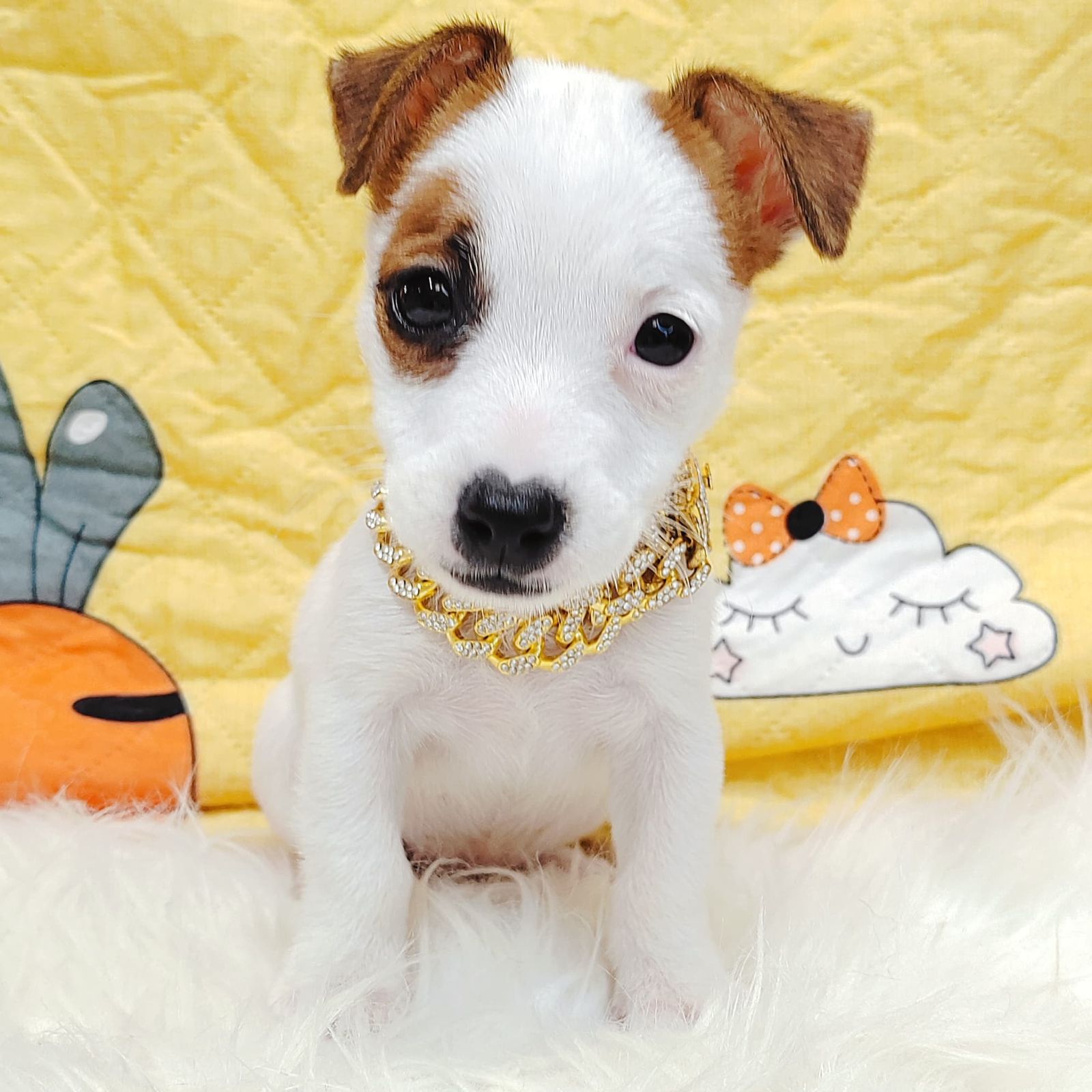Jack Russell Terrier 杰克罗素梗