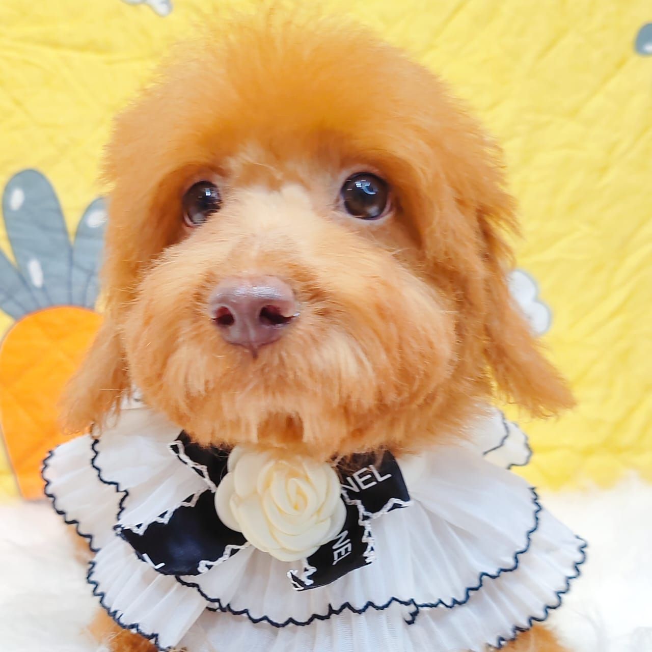 Poodle 娉拌开璐靛