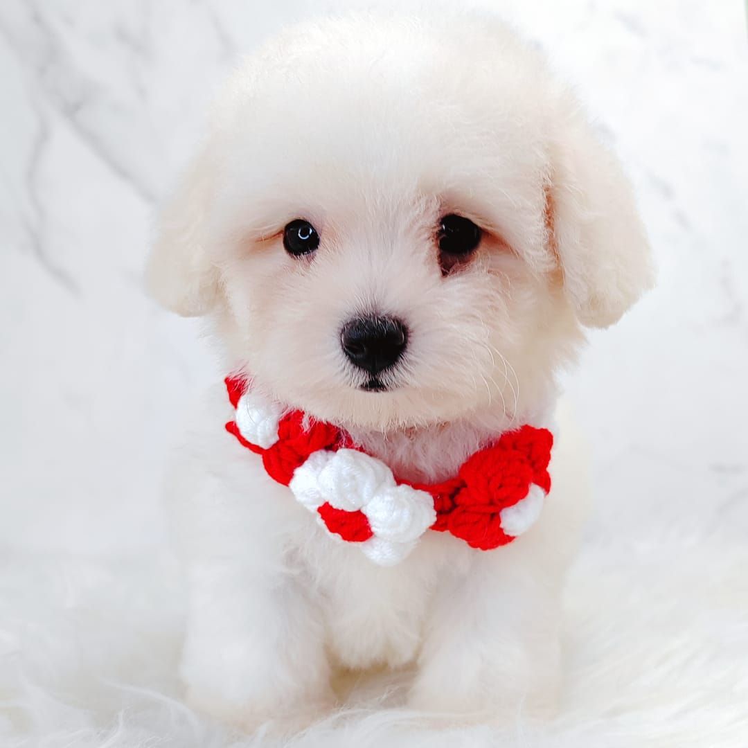 Bichonpoo 泰迪熊