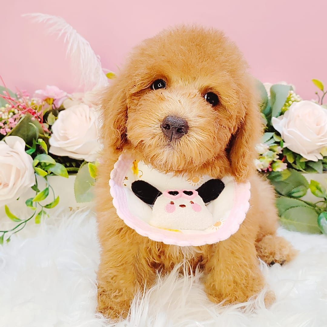  Poodle 娉拌开璐靛