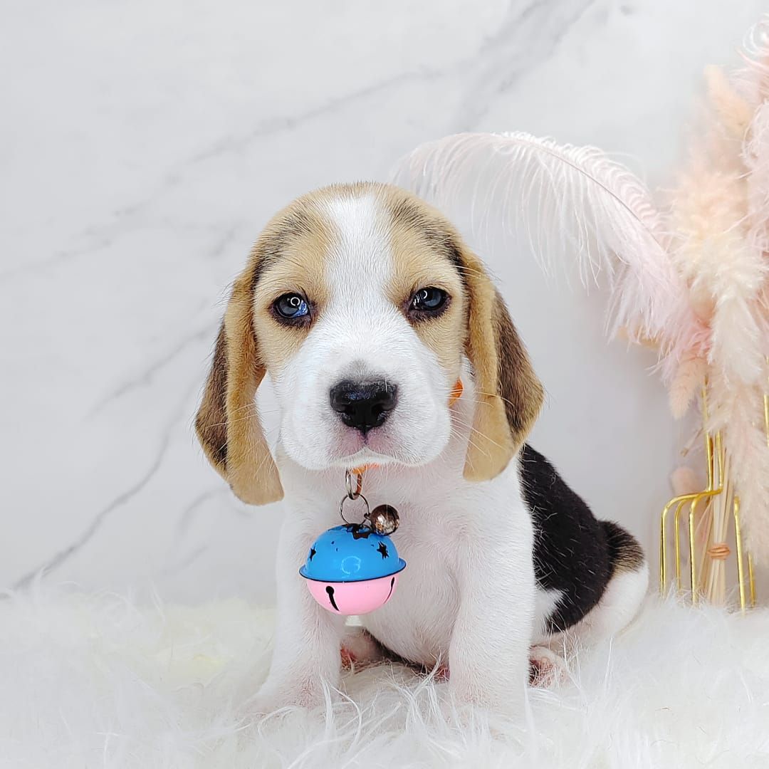 Beagle 米格鲁