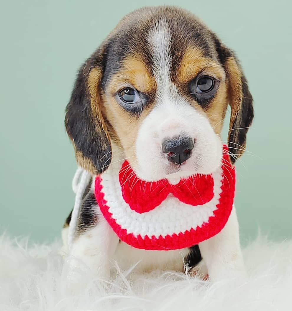 Beagle 米格鲁