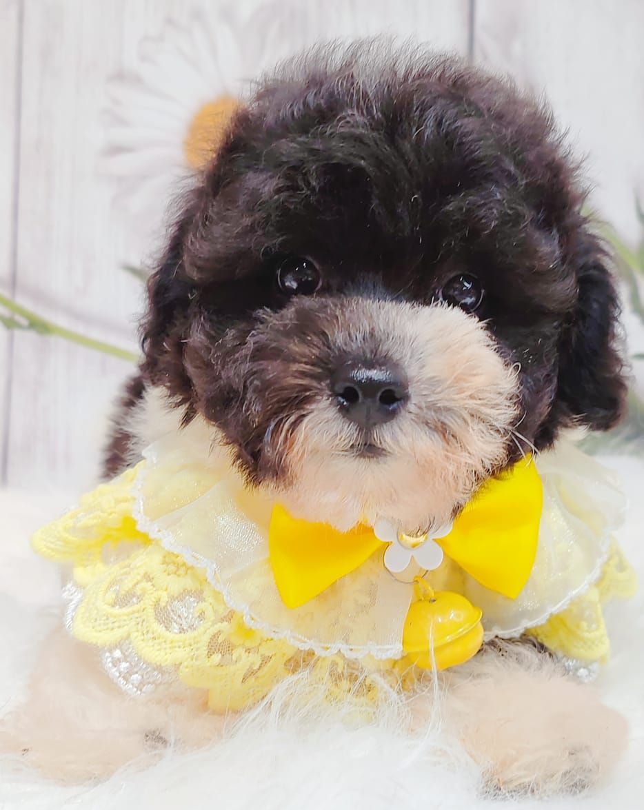 Poodle 璐靛娉拌开