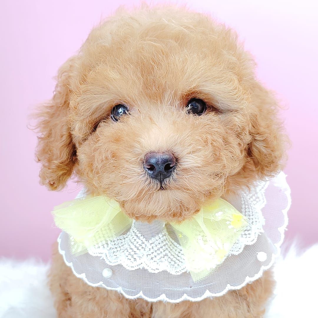 Poodle 娉拌开璐靛