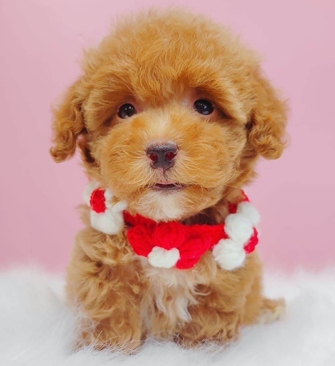 Poodle 娉拌开璐靛