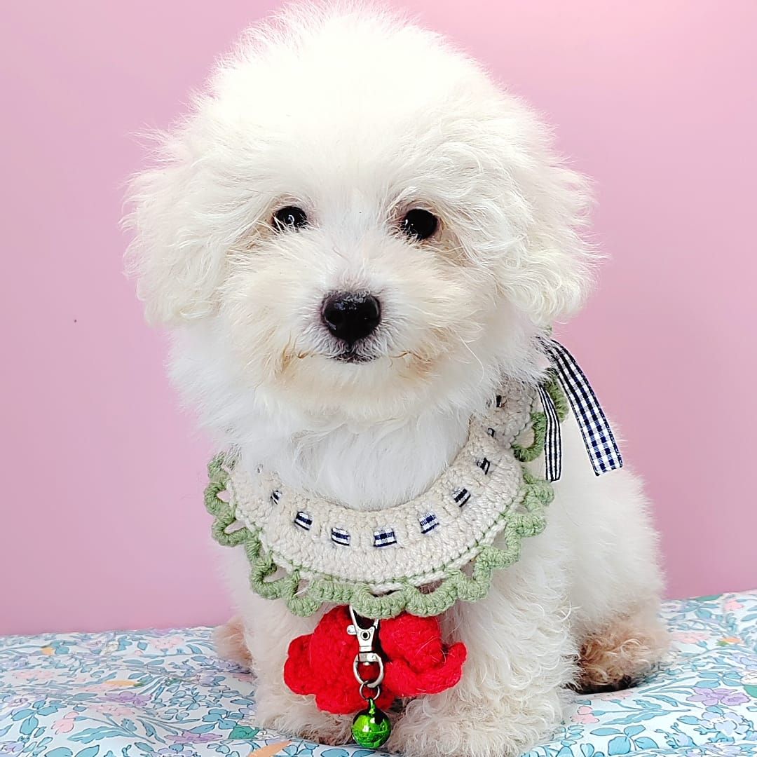 Poodle 娉拌开璐靛