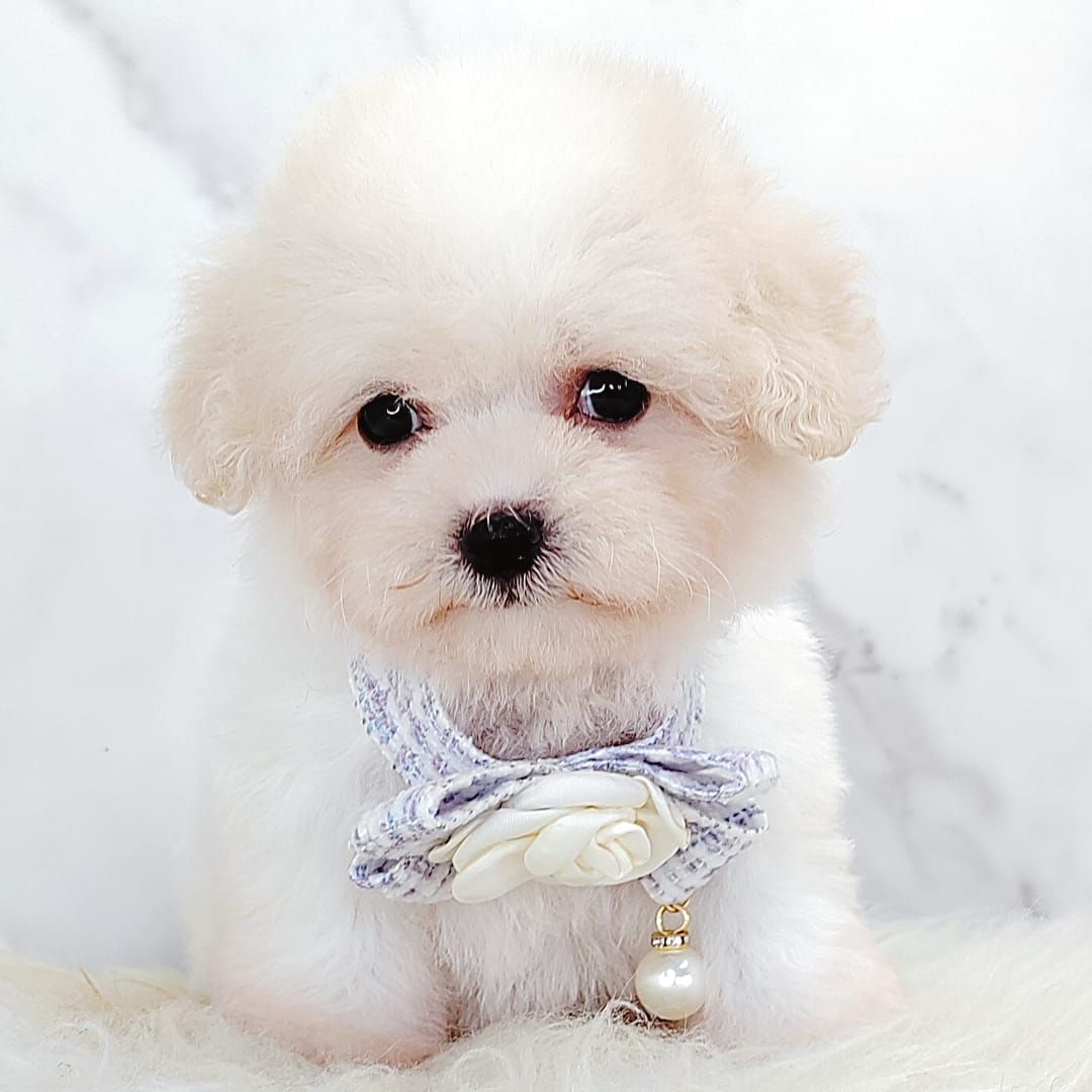 Poochon 泰迪熊