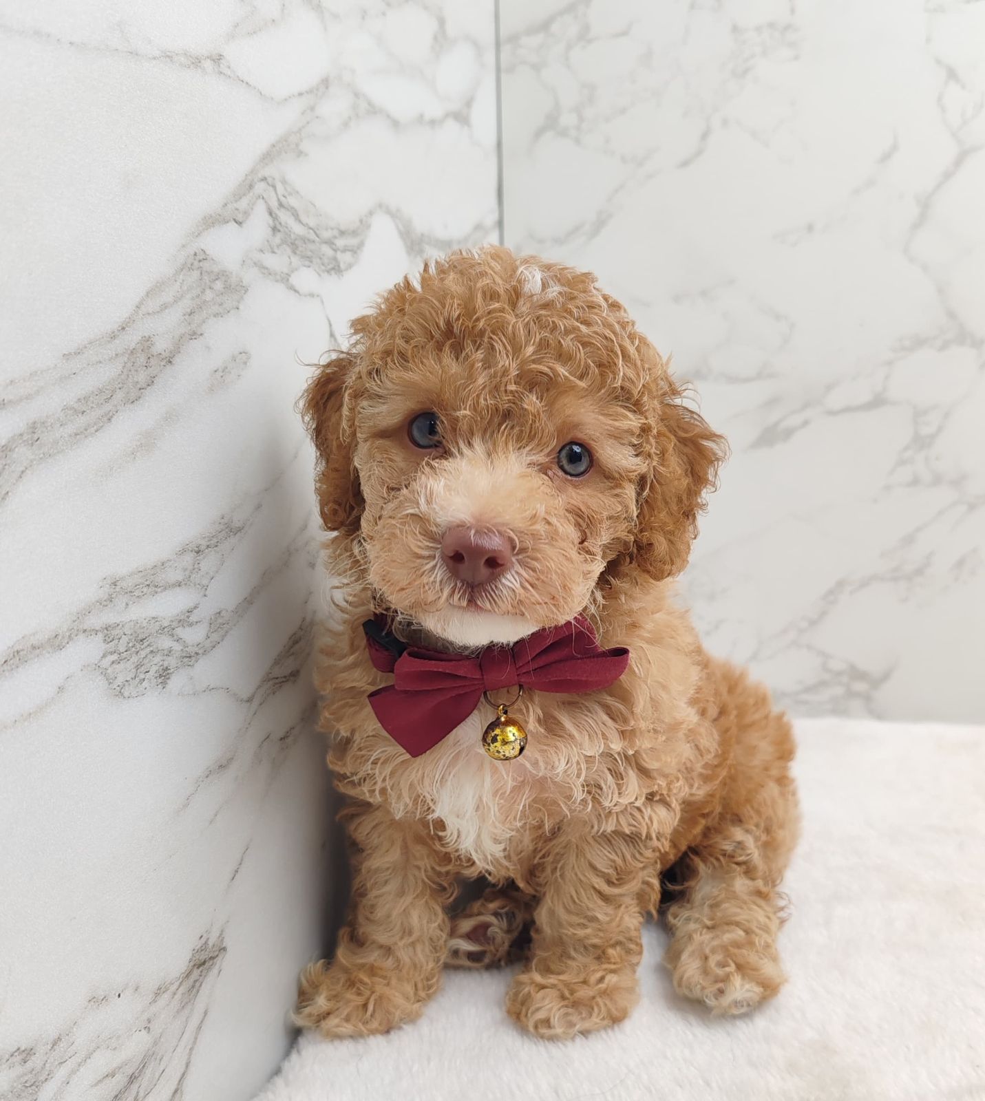 Poodle 娉拌开璐靛
