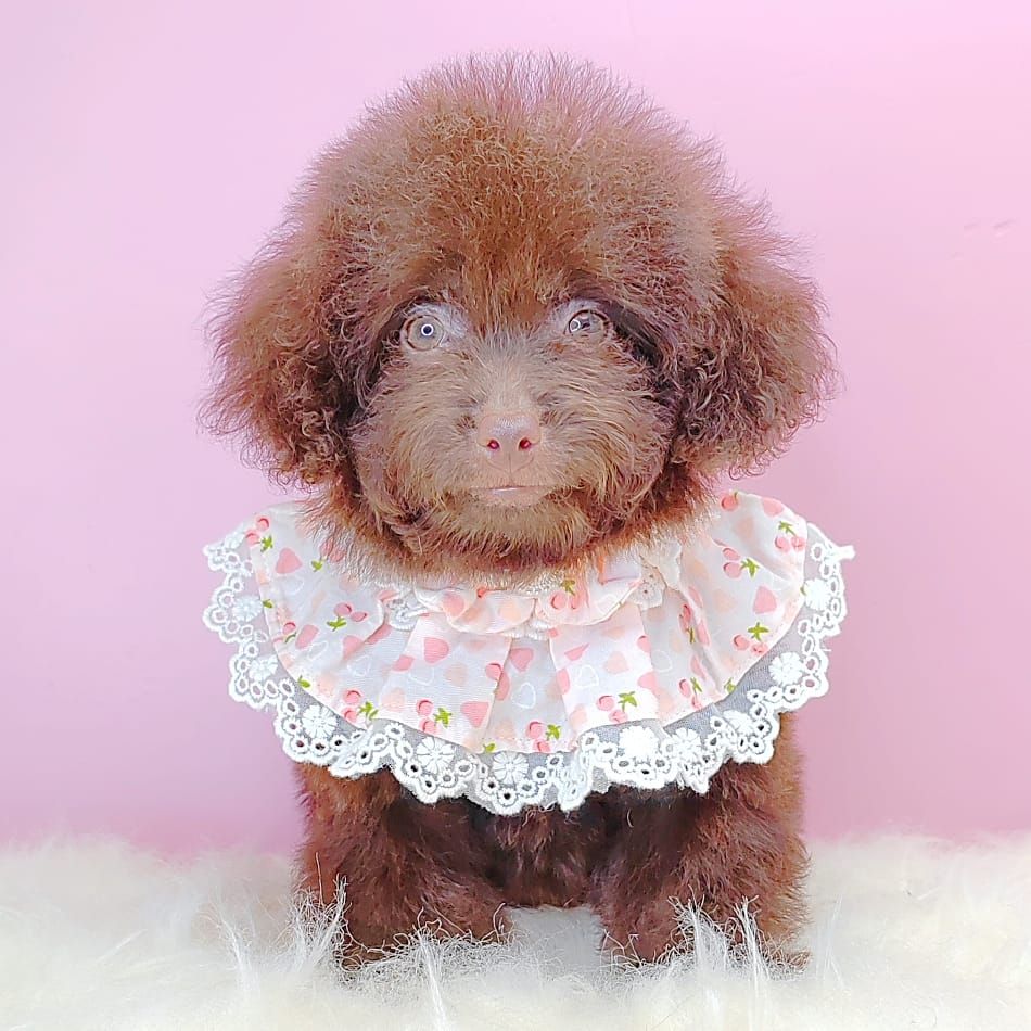 Poodle 娉拌开璐靛
