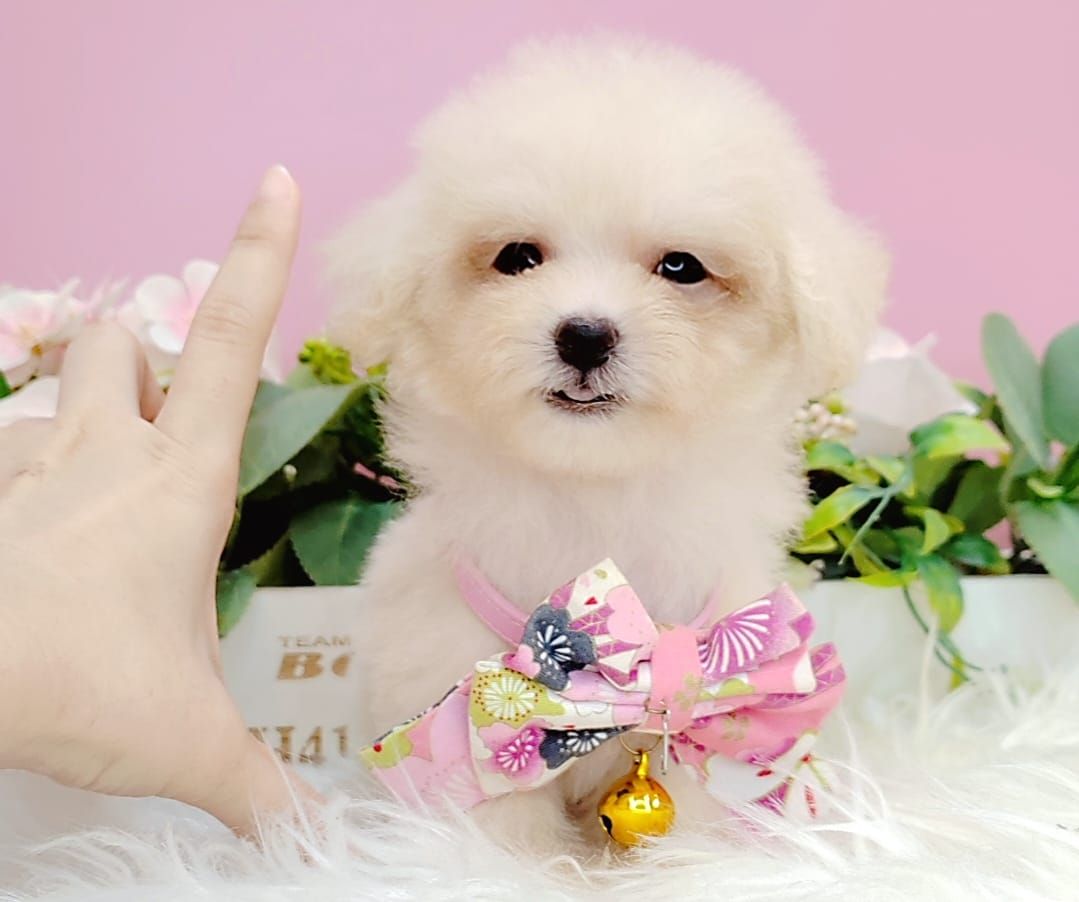 Poodle 娉拌开璐靛