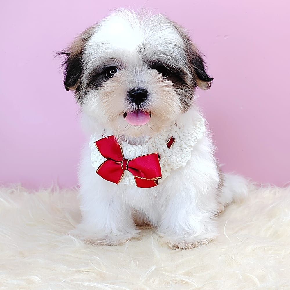 Shih Tzu 西施