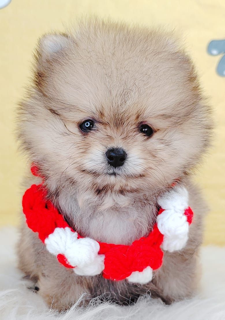 Pomeranian 博美