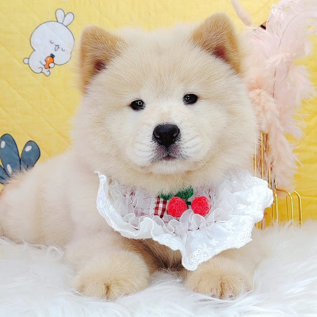 Chow Chow 松狮犬