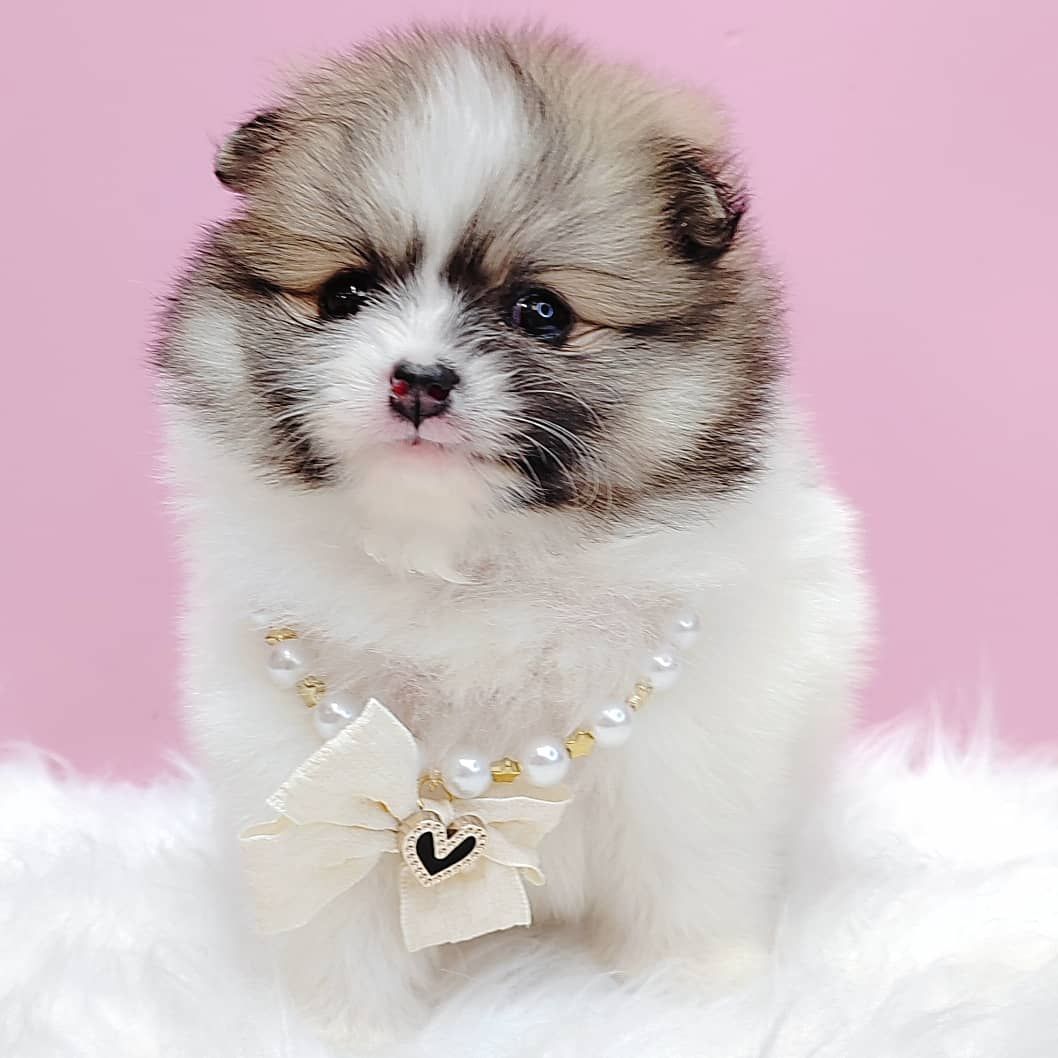 Pomeranian 博美