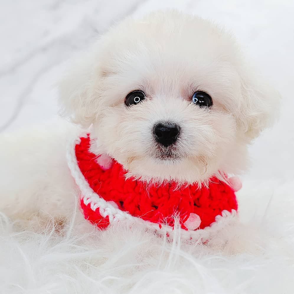 Maltipoo 马尔泰迪