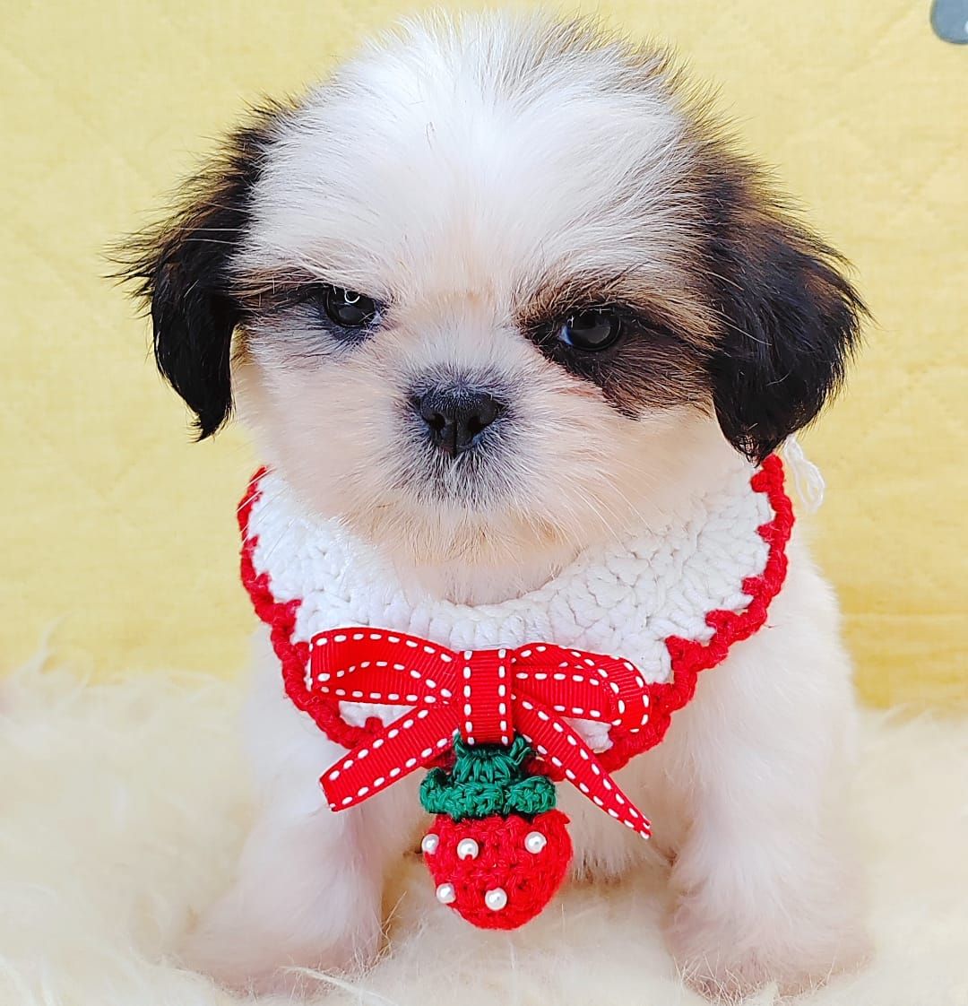 Shih Tzu 西施