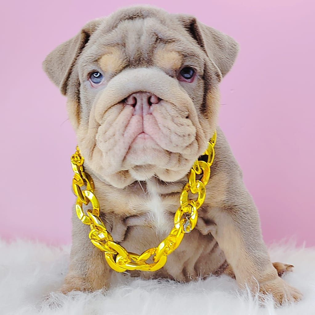 English Bulldog 英国斗牛犬