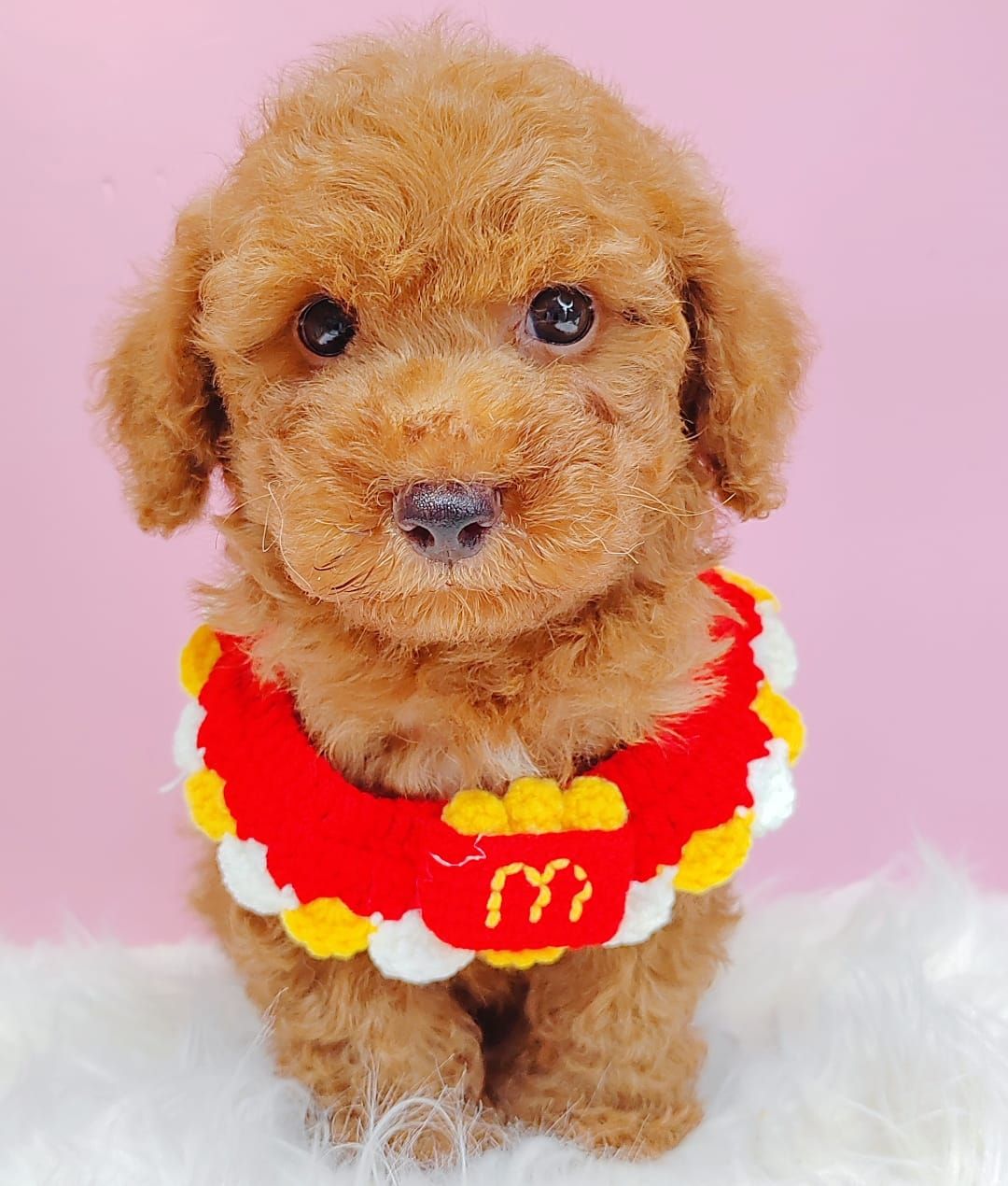Poodle 璐靛娉拌开