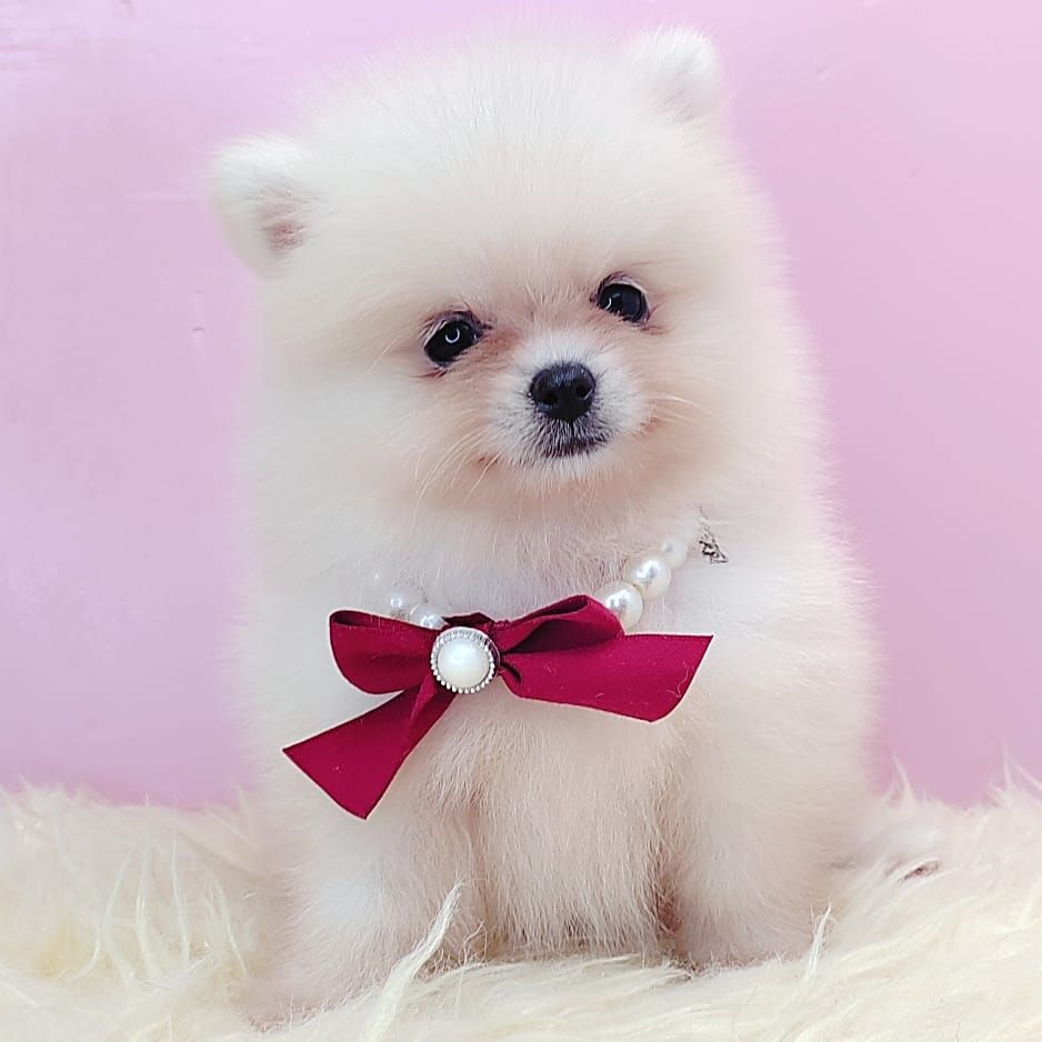  Pomeranian 博美