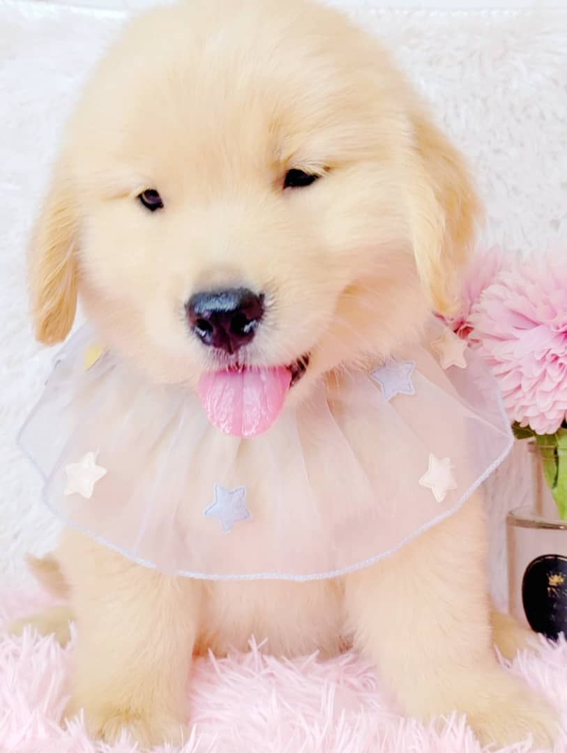 Golden Retriever 黄金猎犬