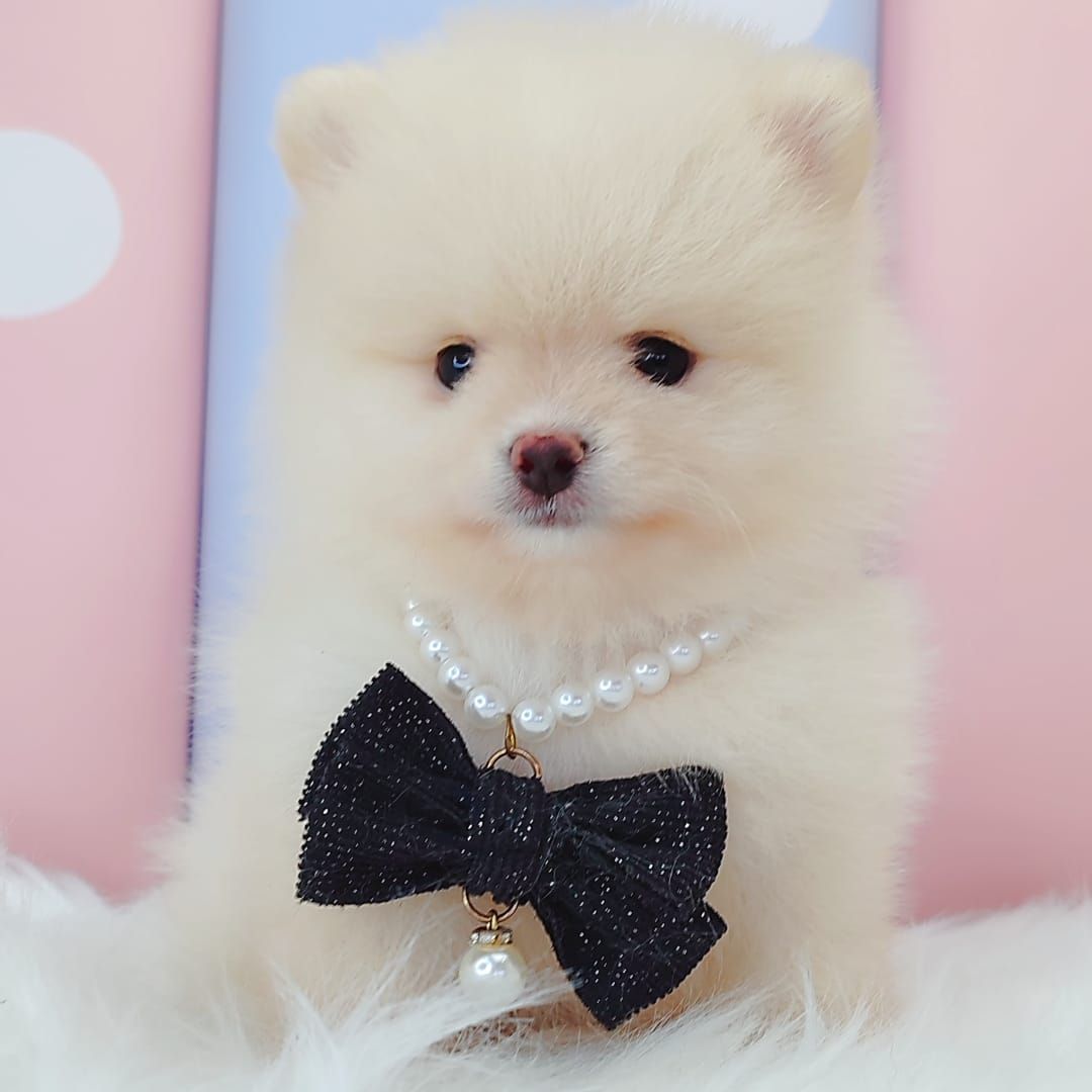 Pomeranian 博美