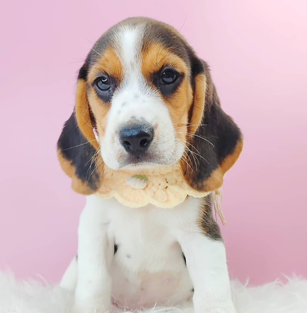 Beagle 米格鲁