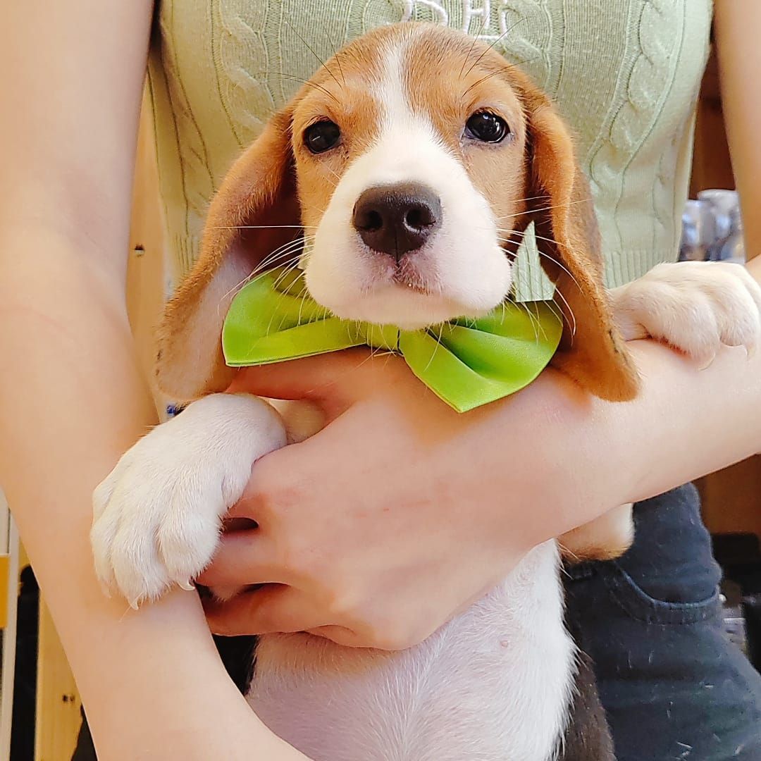 Beagle 米格鲁