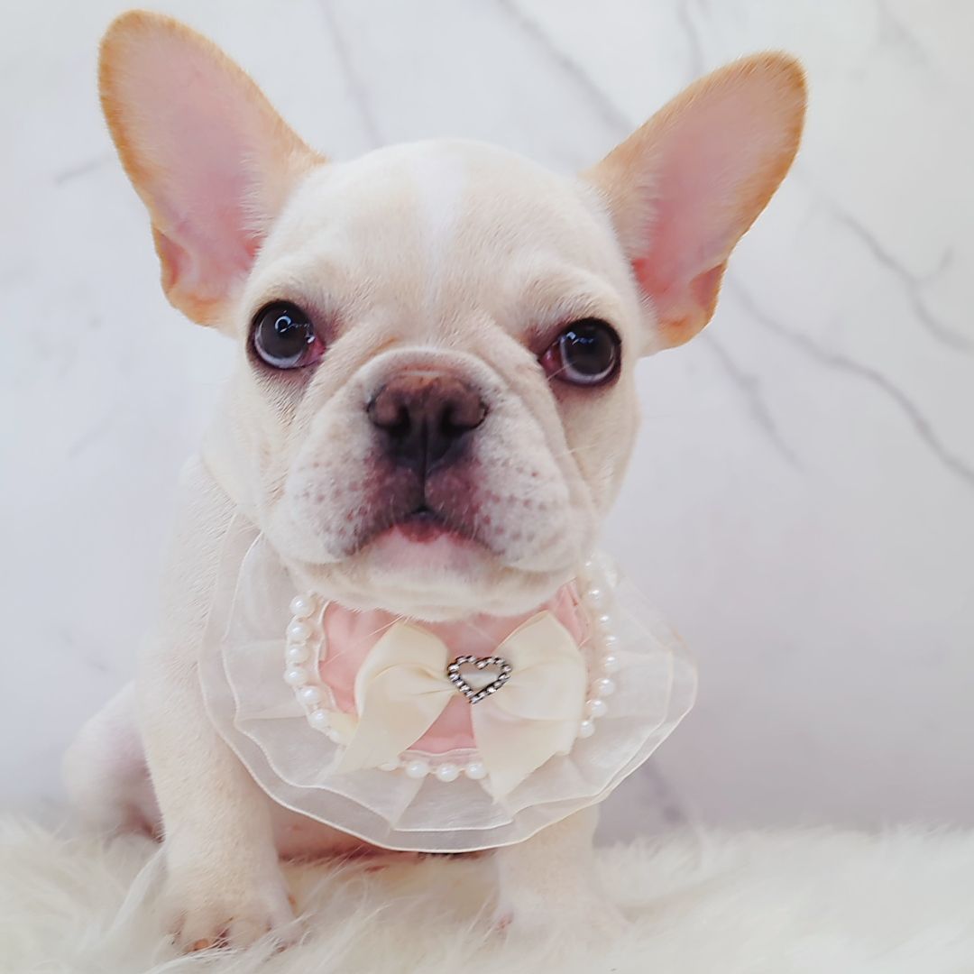 French Bulldog 法斗