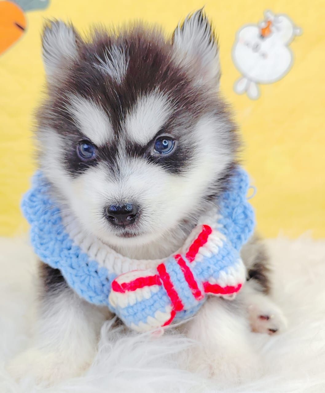 Pomsky 博士奇