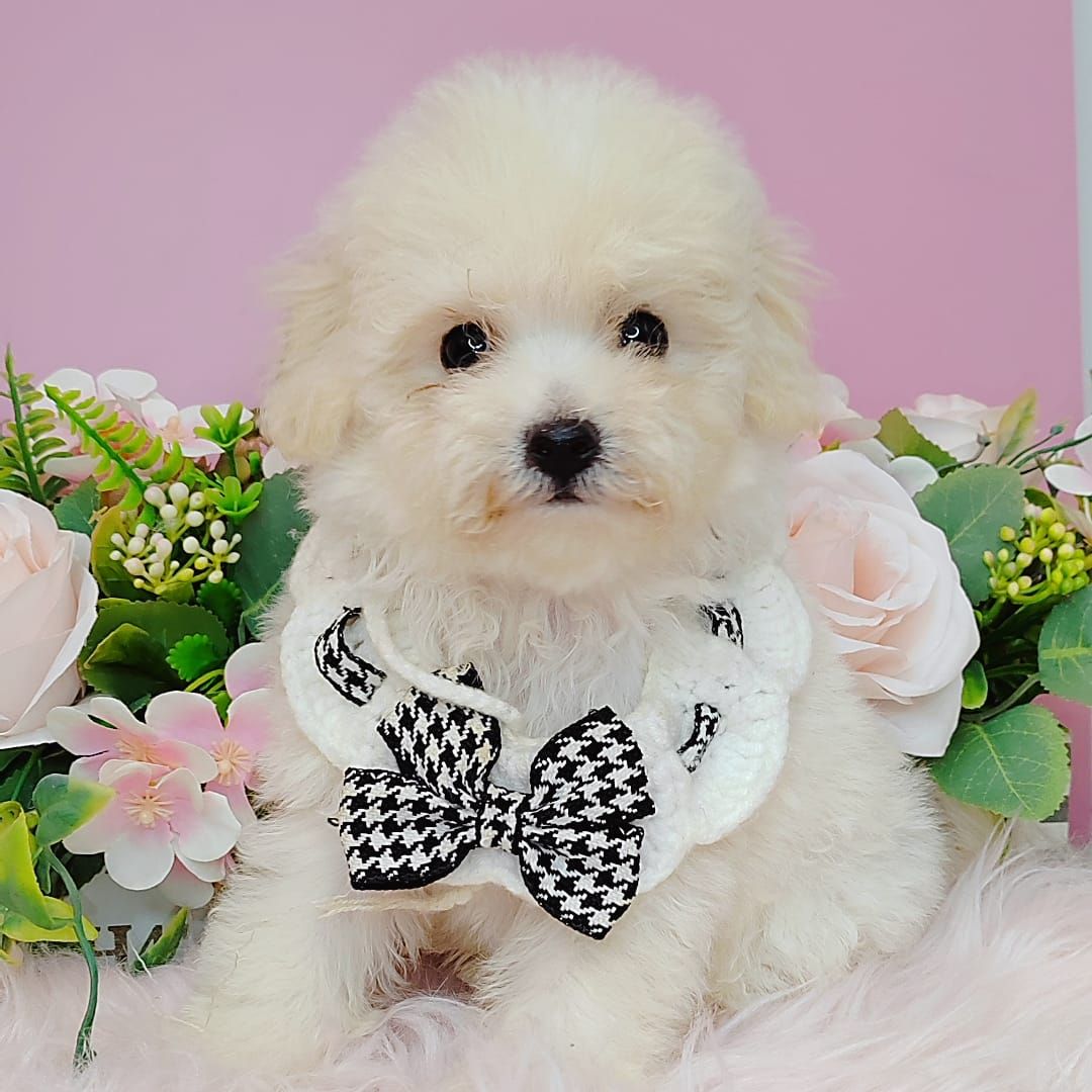 Bichon Frise 比熊