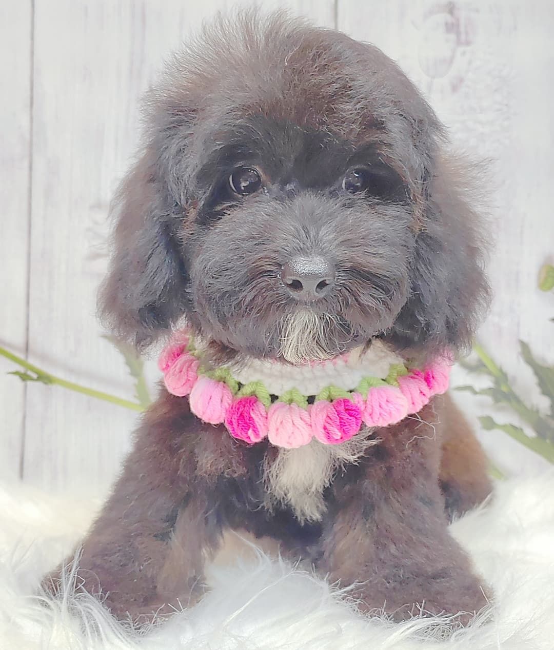 Poodle 璐靛娉拌开