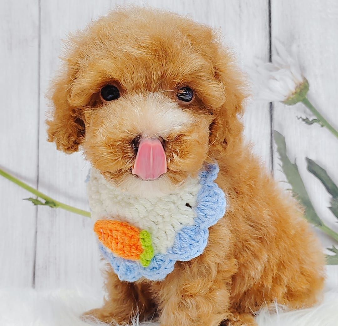 Poodle 璐靛娉拌开