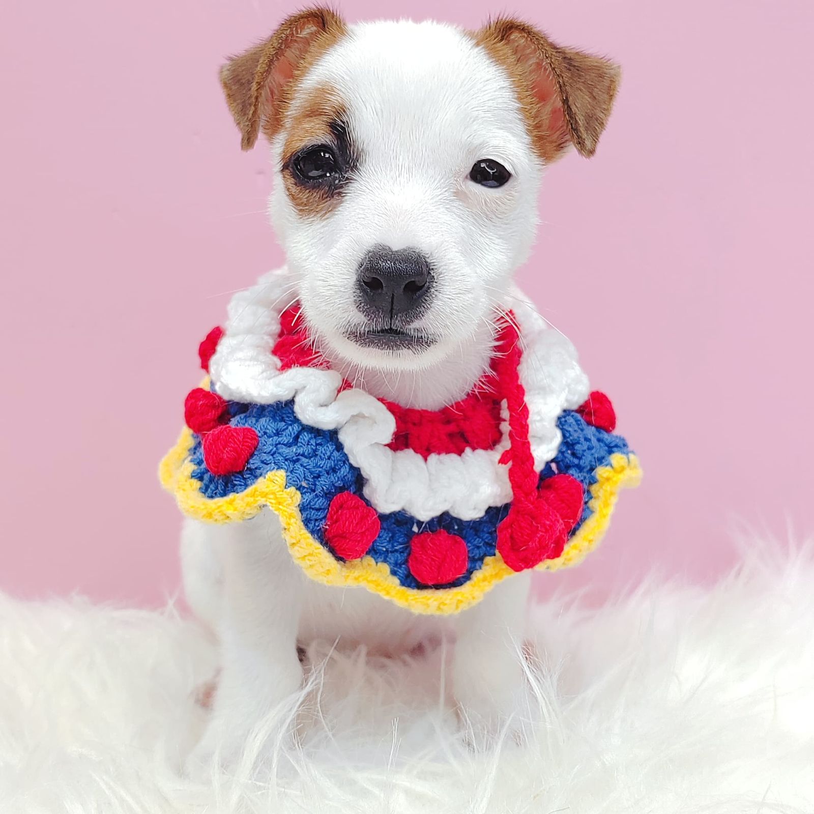 Jack Russell Terrier 杰克罗素梗