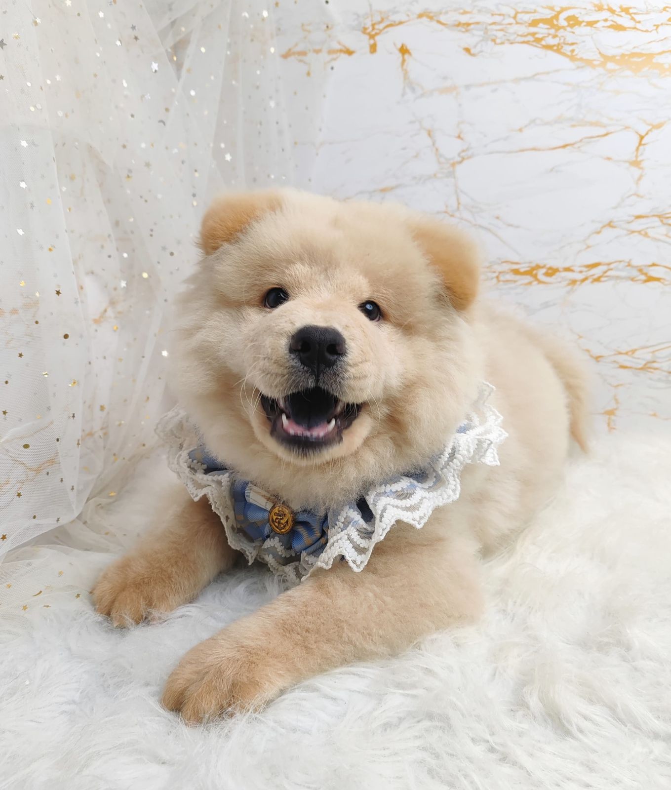 Chow Chow 松狮犬