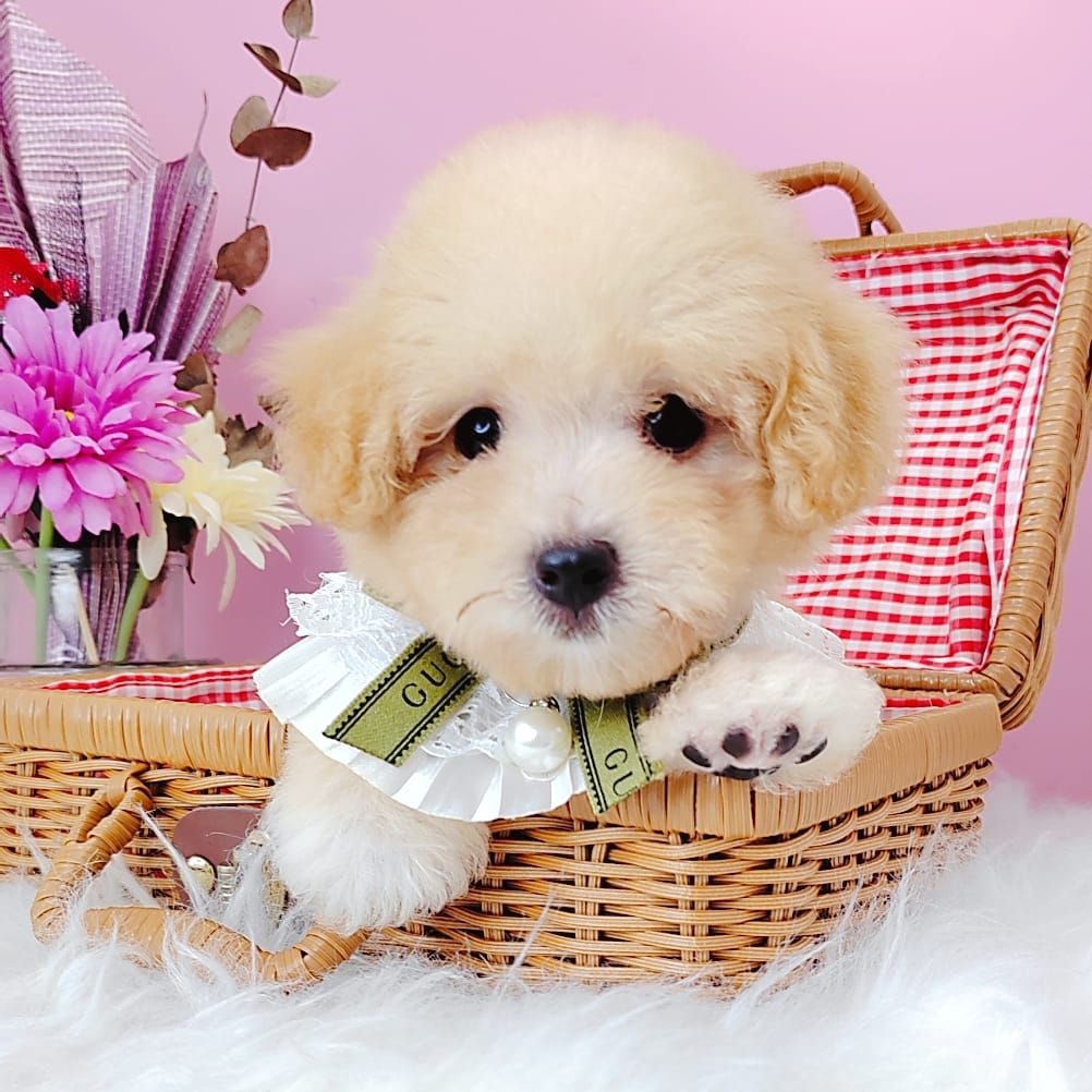 Poodle 娉拌开璐靛